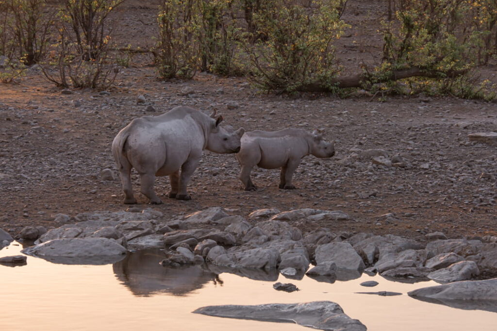 A rhinoceros mother and her calf stand near the rocky edge of a waterhole during the warm light of sunset at Halali in Etosha