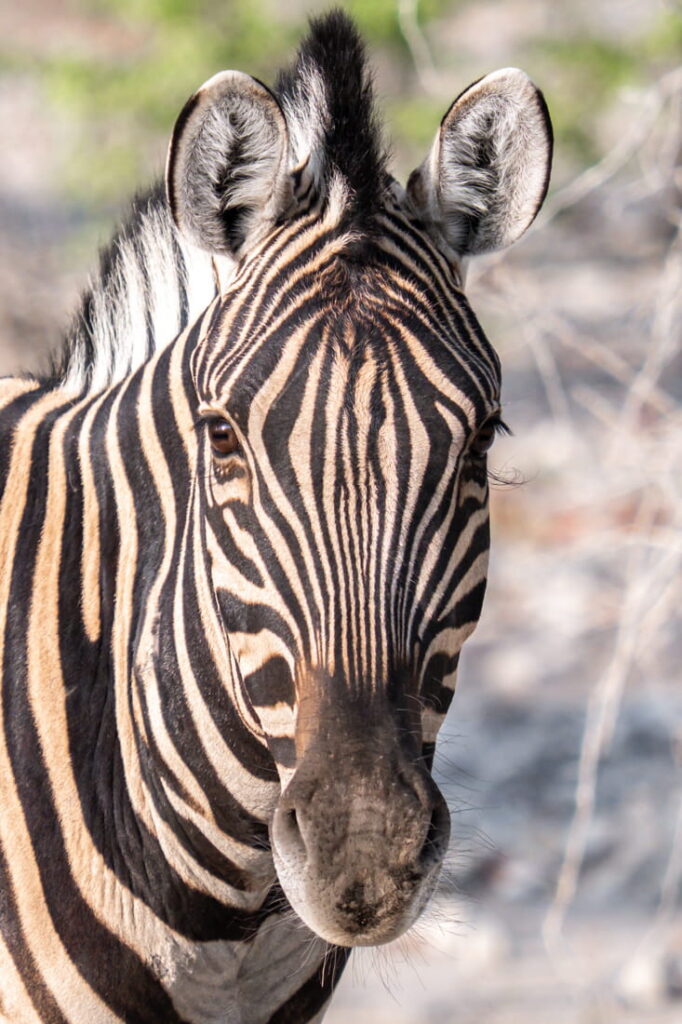 Close-up from the head of a zebra during a self drive safari in Etosha