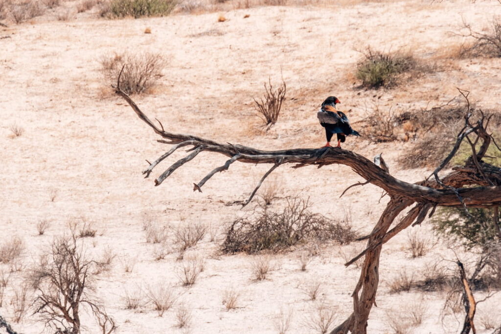 Een Bateleur arend roofvogel met zwarte en grijze veren zit op een dode boomtak in een droog woestijnlandschap.