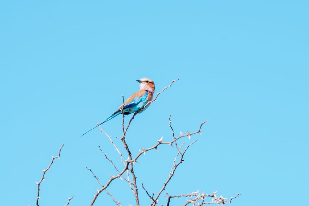 Een kleurrijke blauwe roller vogel zit op een dunne, doornige tak tegen een felblauwe lucht.