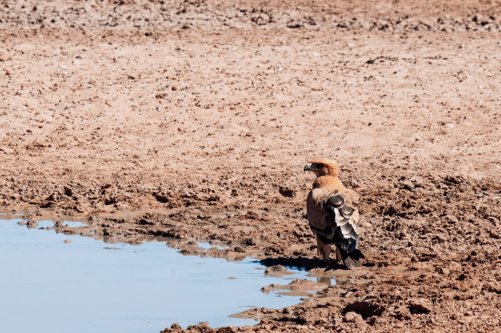 Een bruine roofvogel staat op de modderige grond aan de rand van een waterpoel.