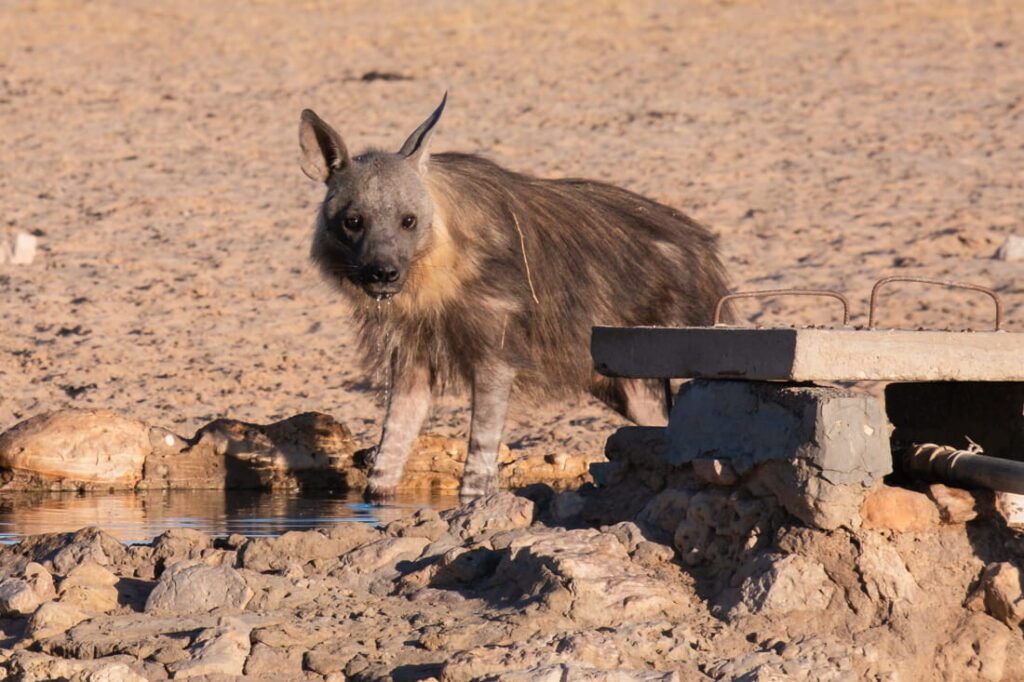 Een zeldzame bruine hyena met een ruige vacht drinkt water bij een betonnen drinkplaats.