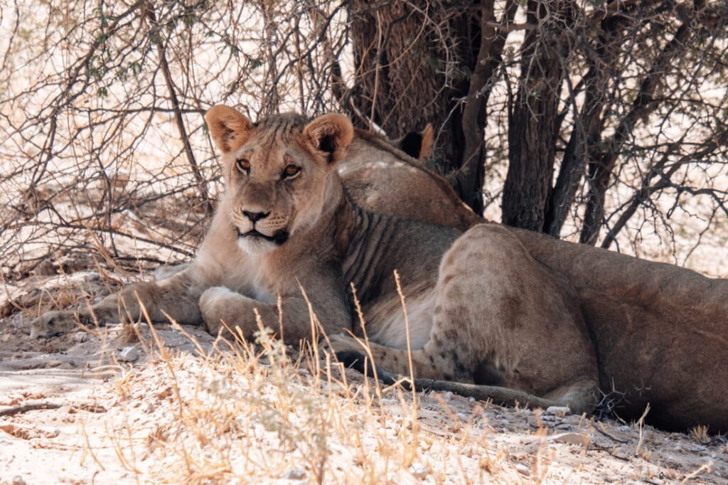 Een jonge leeuw zoekt beschutting tegen de hitte in the schaduw van een doornenstruik in Kgalagadi.