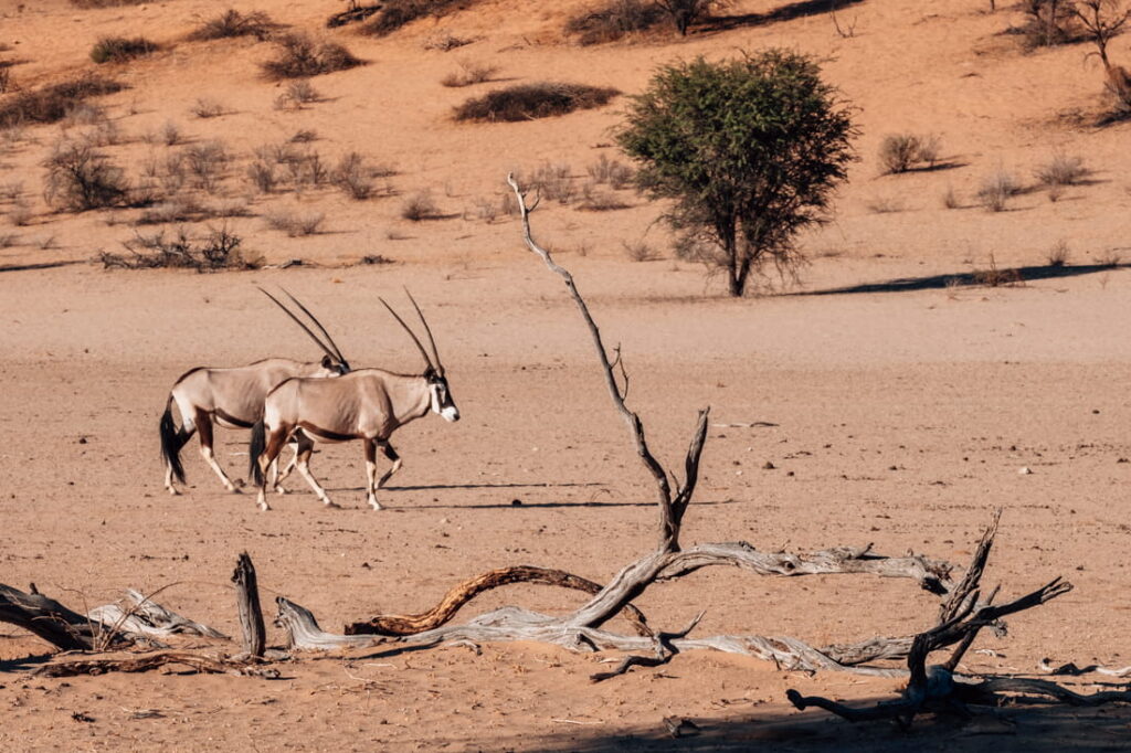 Twee oryxen met lange rechte horens lopen achter elkaar door het zand in het Kgalagadi-park.