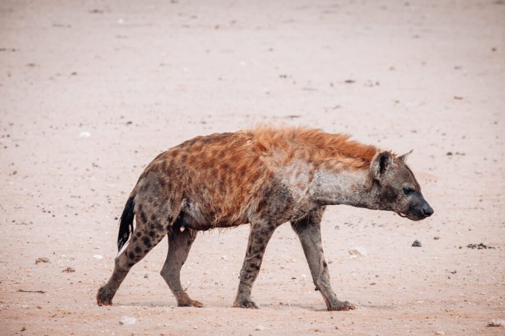 Een gevlekte hyena loopt alert over een droge, zanderige vlakte in het Kgalagadi-park.
