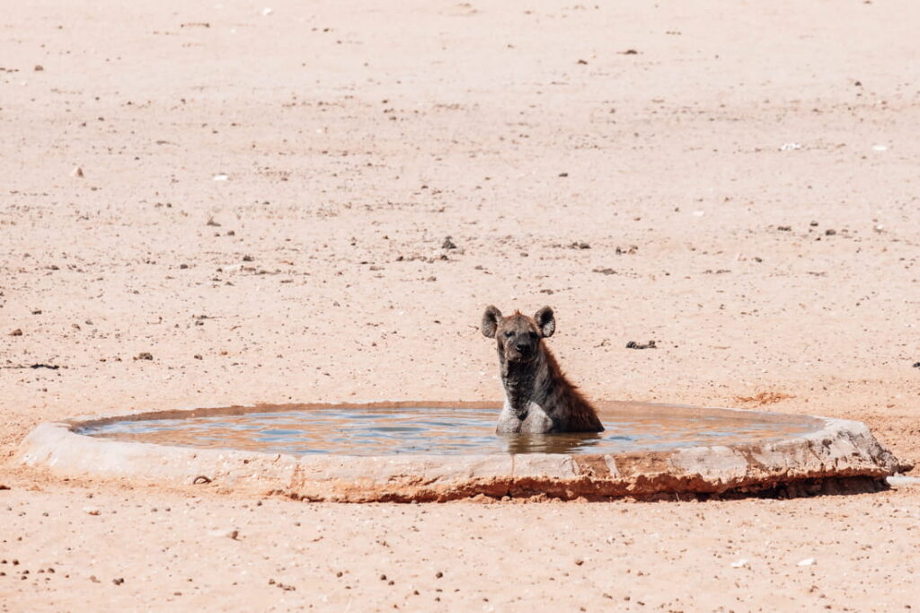 Een gevlekte hyena zoekt verkoeling in een ronde betonnen waterpoel midden in de Kalahari-woestijn.