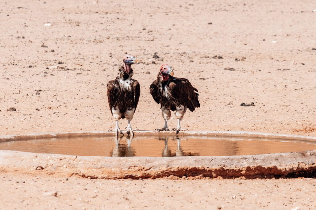 Twee grote gieren staan zij aan zij op de betonnen rand van een waterpoel in het zand en spiegelen in het kalme water.