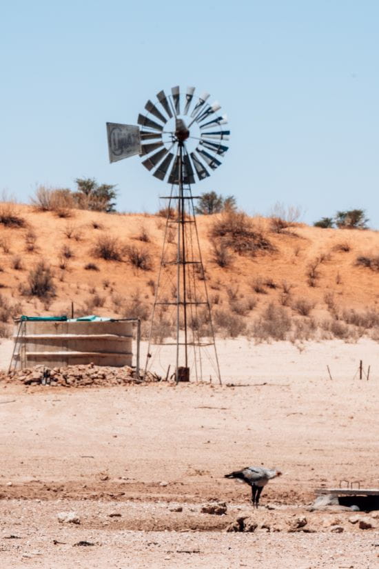 Een traditionele windmolen met een watertank staat in een droog woestijnlandschap met een secretarisvogel op de voorgrond.