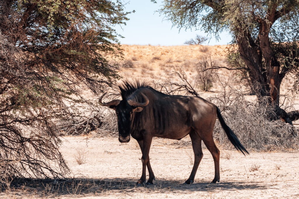 Een blauwe gnoe zoekt verkoeling in de schaduw van een grote boom in het Kgalagadi Transfrontier Park.