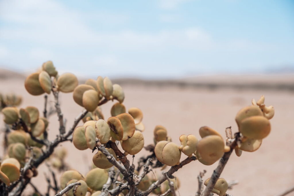 Close-up of rounded green leaves on a desert dollar bush along the Welwitschia Drive in Namibia.
