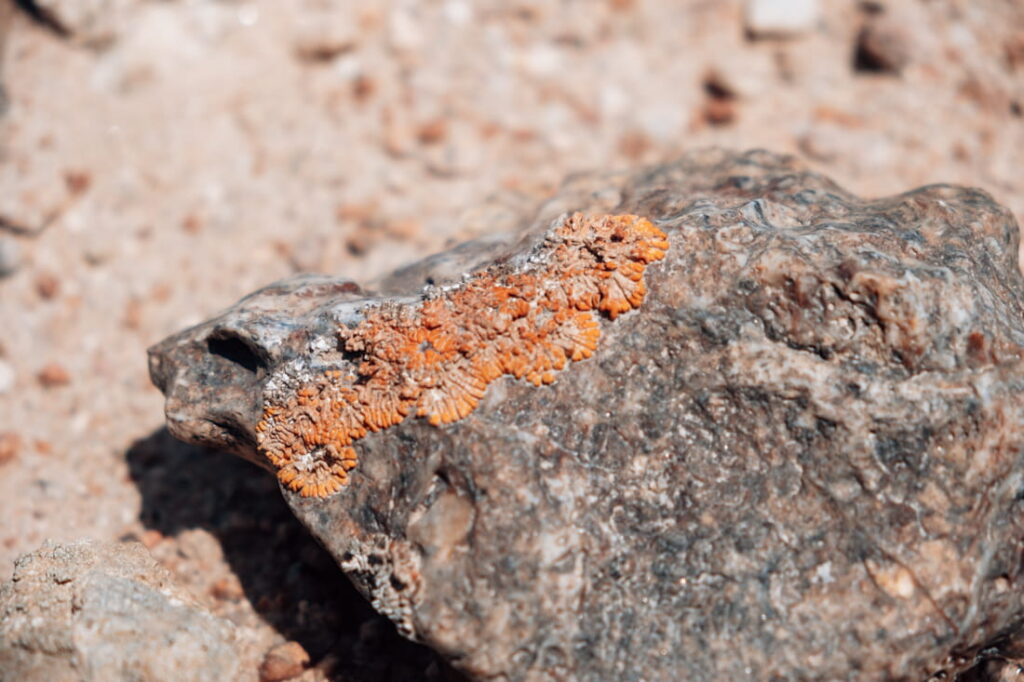 Close-up of vibrant orange lichen growing on a dark desert rock in the Namib-Naukluft Desert, Namibia.