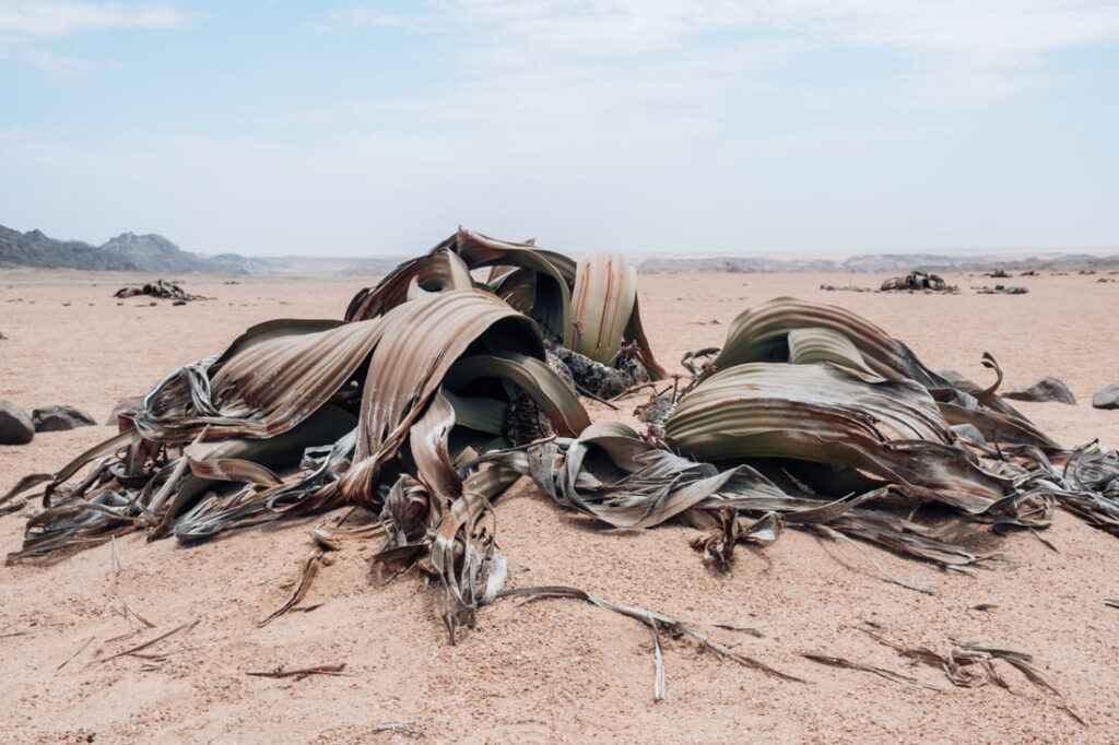 Wide Welwitschia Mirabilis plant with broad, split leaves growing on a sandy desert plain in Namibia.
